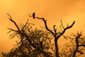 Lonely bird on tree Royalty Free Stock Photo