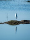 Lonely Bird in Water & Reflection. Portrait Royalty Free Stock Photo