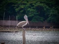 The lonely bird in the zoo