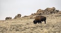 Lonely Bison Royalty Free Stock Photo