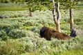 Lonely Bison Royalty Free Stock Photo