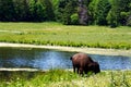 Lonely bison near a pond by the forest Royalty Free Stock Photo