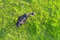 Lonely black cow grazes in the meadow, top view air aerial Royalty Free Stock Photo