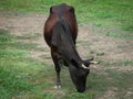 Lonely black cow grazing in the meadow. Royalty Free Stock Photo