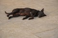 A Lonely Black Dog laying on Asphalt Road. She is malnourished and diseased
