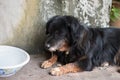 Lonely black dog with sad eyes is laying and waiting someone on Royalty Free Stock Photo