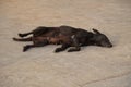 A Lonely Black Dog Sleeping on Asphalt Road. She is malnourished and diseased