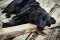 Lonely black dog waiting someone on outdoors Royalty Free Stock Photo