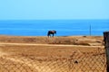 Lonely black horse in the pasture near the calm sea under the blue sky Royalty Free Stock Photo