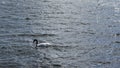 A lonely black-necked swan Cygnus melancoryphus swims on a blue lake. Royalty Free Stock Photo