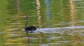 A lonely Black Swan Royalty Free Stock Photo