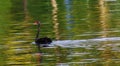 A lonely Black Swan Royalty Free Stock Photo