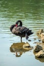 Lonely black swan in the green lake Royalty Free Stock Photo