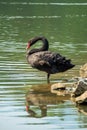 Lonely black swan in the green lake Royalty Free Stock Photo