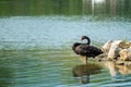 Lonely black swan in the green lake Royalty Free Stock Photo