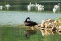 Lonely black swan in the green lake Royalty Free Stock Photo