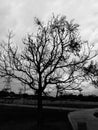 Lonely tree black shadow dry and cloudy under black sky