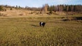 Lonely black and white cow in large meadow on sunny autumn day Royalty Free Stock Photo
