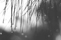 Lonely black and white mood & tone moment of drop rainy water on leaves. Royalty Free Stock Photo