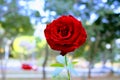 A lonely bloody red rose Royalty Free Stock Photo