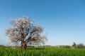 Lonely blooming almond tree in the meadow Spring landscape. Royalty Free Stock Photo