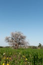 Lonely blooming almond tree in the meadow Spring landscape Royalty Free Stock Photo