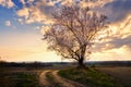 Lonely blooming tree countryside