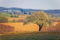 Lonely blossom tree in Prigorje region of Croatia Royalty Free Stock Photo