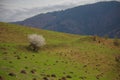 Lonely blossoming tree against the backdrop of the mountains