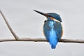 Lonely blue bird sitting on dried wooden branch over white water in plasid lake, common kingfisher Royalty Free Stock Photo