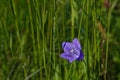 Lonely blue flower in the grass