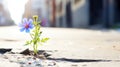 A lonely blue flower grows from a crack in the asphalt road. Neutral blurred background. Place for text.