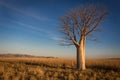 Lonely Boab tree on the vast grass flats with Cockburn Range in background Royalty Free Stock Photo