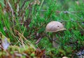 Lonely boletus