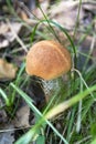 Lonely boletus. Edible mushrooms grow in the forest. Mushroom family