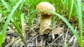 Lonely boletus edulis mushroom banner