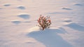 Lonely Boxwood: A Flower In The Snow With Desertwave Style Royalty Free Stock Photo