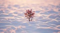 Lonely Boxwood: A Romantic Scene Of A Red Plant On A Snowfield Royalty Free Stock Photo