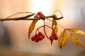 A lonely branch of mountain ash, some red berries and yellow leaves. Autumn photo of rowan with yellow leaves and Royalty Free Stock Photo