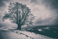 A lonely branchy tree on the hill. Winter landscape. Royalty Free Stock Photo