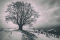 A lonely branchy tree on the hill. Winter landscape. Royalty Free Stock Photo