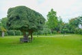 Lonely branchy tree surrounded by beautiful topiary bushes on green grass lawn in public urban park on blurred trees background. Royalty Free Stock Photo