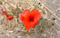 Lonely bright red corn poppy flower. Royalty Free Stock Photo