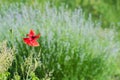 The lonely bright red poppy flower on blurred lavender flowers background