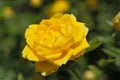 Lonely bright  yellow rose flower closeup Royalty Free Stock Photo