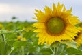 Bright yellow sunflower flower stands against the background of blue summer sky and green field Royalty Free Stock Photo