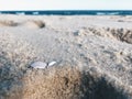 Lonely broken seashell on the beach