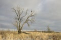 Lonely broken tree on the field