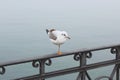 Lonely, brooding white seagull, standing on one leg on cast-iron railing, sparkling droplets of water entangled in cobweb against