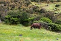Lonely brown Llama eating along the Inca Trail to Machu Picchu. Peru. No people. Royalty Free Stock Photo
